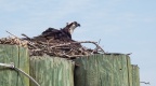 DSC03117 - The Osprey back on her nest